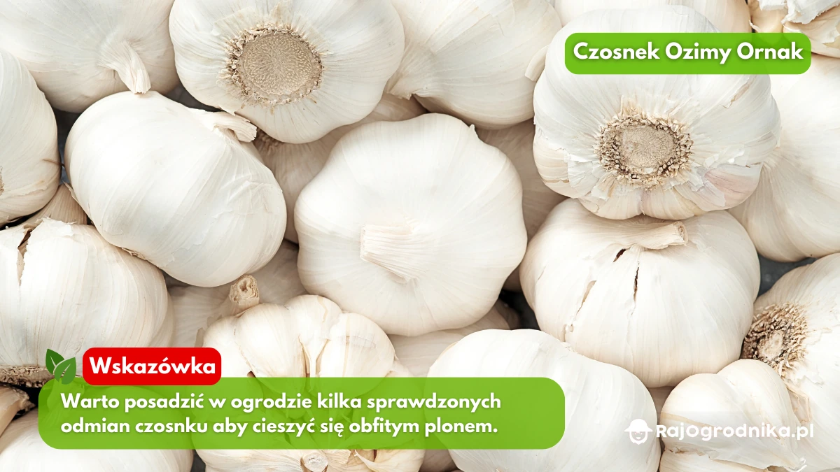 Czosnek Ozimy Ornak Zimowy blog sklep rajogrodnika